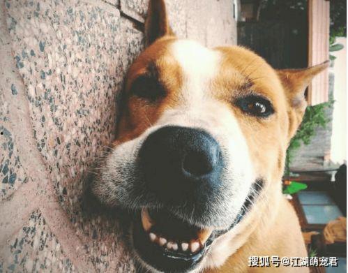 娱乐吃瓜君傻狗日常,傻狗日常的欢乐盛宴