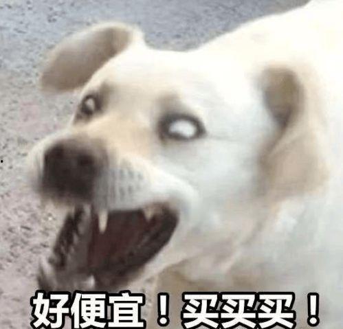 娱乐吃瓜君傻狗日常,傻狗日常的欢乐盛宴